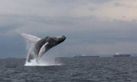 Humpback whale breaching near Panama city, Panama